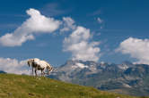 20120813_105219 Cavallo e Suretta.jpg